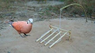 Creative Simple Bird Trap Using Wooden - Easy DIY Bird Trap