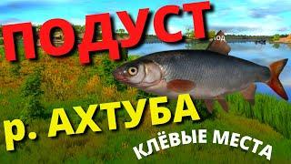 ПОДУСТ Река АХТУБА / ГДЕ И КАК ЛОВИТЬ Подуст  РУССКАЯ РЫБАЛКА 4 /Russian Fishing 4