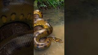 Biggest snake  #shorts #ytshorts #youtubeshorts #snake