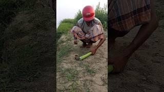 Survival Rat Hunt 100 #shortsfeed #rattrap #farmer #hunt #survival #viralvideo
