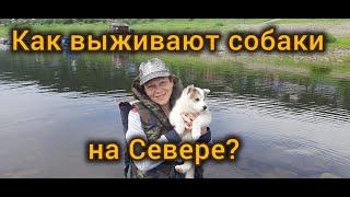 Как выживают собаки на Севере? Плакать хочется...