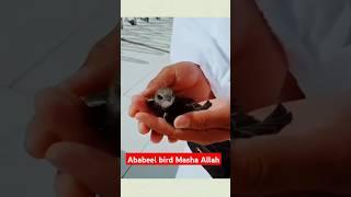 Ababeel Bird | #shorts #islamicshorts #viralvideo