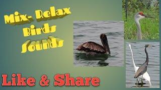 Birds (Mix- Relax, Birds, Sounds)