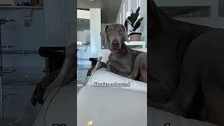 #interesting #cute#pet #animal #pet#dog #doglover#funnydogs#dog