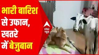 Maharashtra Rain: Not only humans but also animals are troubled by rain in Badlapur. abp hindi