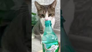 Мята любит мяту?