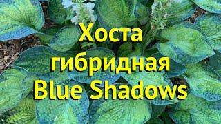 Хоста гибридная Блю Шэдоус. Краткий обзор, описание характеристик hosta hybrida Blue Shadows