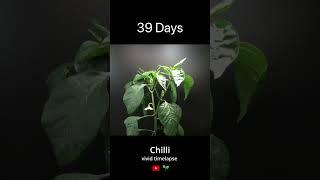 Growing chilli from seeds Timelapse