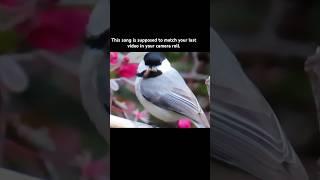 Doing this trend with a chickadee. #photography #birds