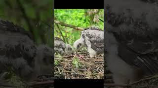 Молодые тетеревятники учатся разделывать добычу #goshawk #shorts