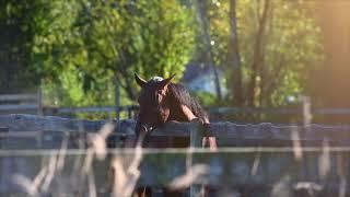 Langley's Best Kept Secret - Acreage and Equestrian Realtor Amy Brattebo