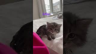 Masha is mad! #babygirl #cute #siberiancat #cat #kitten #viralvideo