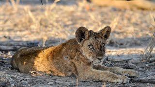 Thrilling Lion Encounter on a Walking Safari