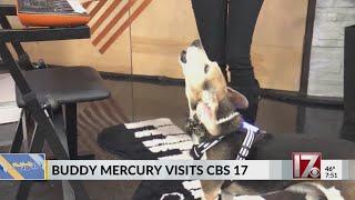 Viral beagle Buddy Mercury sings at CBS 17