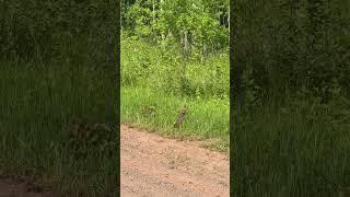 Should be a great year for the ditch chickens #outdoorsman #meateater #trapper #hunter #grouse