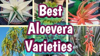 Best Aloe vera Plant varieties to grow