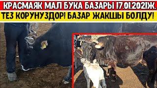 Красмаяк мал бука базары кызыктуу болду!