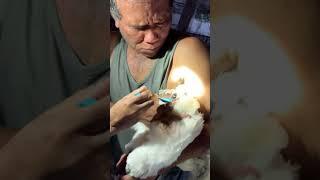 How to take rooster sperm for breeding  #short #blackchicken #sperm #breeding #chicken