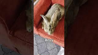 Good Afternoon Flemish Giant Rabbit