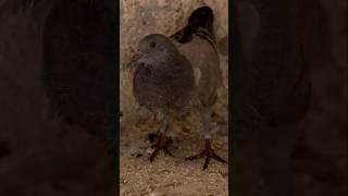 He Looks Calm… But Stands Like a Warrior | A Young Pigeon’s Moment #birds #pigeon #shorts 