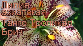 Лилия азиатская (lilium asiatic tropical breeze)  азиатская лилия обзор: как сажать, луковицы лилии