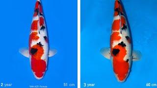 How my Sanke developed in a Mud Pond (one year) | Yamamatsu Koi Farm