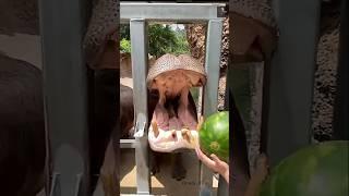 This Fishing Technique Will Shock You ... .#fact # oceans #sea hippo in zoo