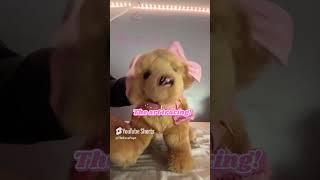 Aimed at TikTok  #theessapupz #essa #essacommunity #essadog #emotionalsupportstuffedanimal #fyp #a