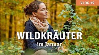 Wildkräuter sammeln im Januar - VLOG