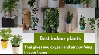 best indoor plants that give you oxygen and air purifying in your home| best indoor plant #youtube