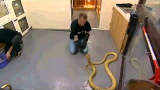 Cobra Bite Kills his owner