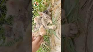 Rescue of the kitten family. Everything is fine now #pets #cat #rescue