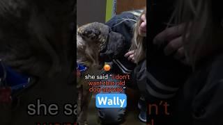 Abandoned senior dog - Full rescue video here: www.HopeForPaws.org