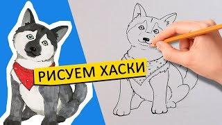 КАК НАРИСОВАТЬ ХАСКИ, ЛЕГКО