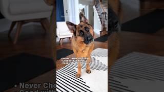 It’s giving PTSD.  #germanshepherd #gsd #dog