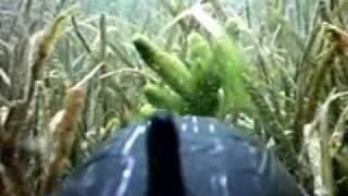 Underwater Video RC Submarine - Trenchant