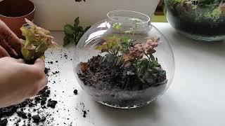 Florarium making