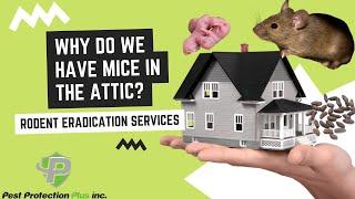 Why do we have mice in the attic?