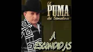 EL PUMA DE SINALOA  A ESCONDIDAS