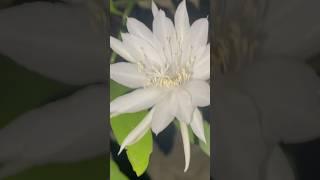 Queen of Night Flower /  Dama da Noite  #queen  #night #flower #garden #live #live #florida #usa