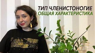 Тип Членистоногие. Общая характеристика.