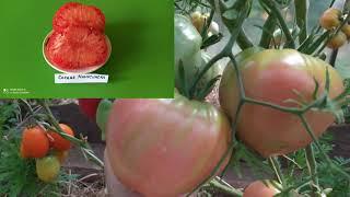 Томаты 2021 . ЛУЧШИЕ КОЛЛЕКЦИОННЫЕ СОРТА.Часть 1./Best Collectible of tomatoes