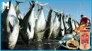 Canned Tuna Making Process | Canned Fish Processing Line | How Canned Fish Is Made