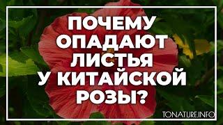 Почему опадают листья у китайской розы? | toNature.Info