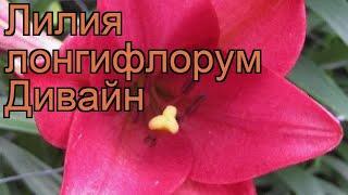 Лилия лонгифлорум Дивайн (lilium longiflorum divine)  обзор: как сажать, луковицы лилии Дивайн