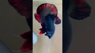 The Black Variation LineFish  #naturelover #fish #bettafish #nature 