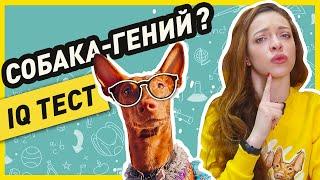 ТЕСТ НА ИНТЕЛЛЕКТ СОБАК: насколько умные мои фараоновы собаки? (тест на IQ по методу Стэнли Корена)