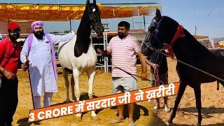 3 Crore में बिकी घोड़ी Pushkar Mela 2024 ka Ghora Bazar | Pushkar Mela Ajmer Vs Sonpur Mela Bihar