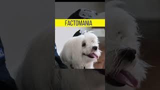 Amazing facts about Dogs | Factomania