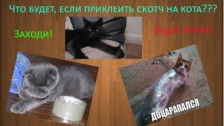 Что будет, если приклеить скотч на кота?